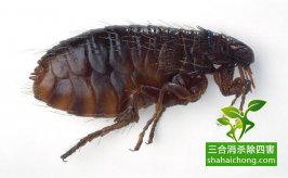 如何選擇除四害專業(yè)機構(gòu)？